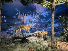 -国家自然博物馆