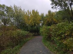 -大兴滨河森林公园