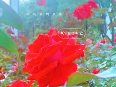 -香蜜公园