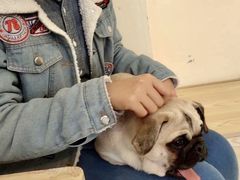 -喜柴咖啡·柴犬狗咖