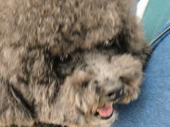 -瑞派宠物医院·中兽医专科(中央商城分院)