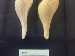 -上海海洋大学鱼文化博物馆(军工路校区)