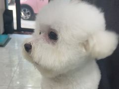 -安安宠医宠物医院·异宠·犬猫内科(岳阳分院)