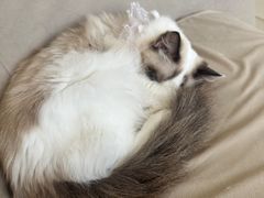 -怪兽屋·羊驼·猫咖·狗咖(俊华广场店)