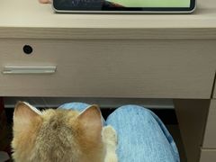 -lincat·猫舍(广州店)