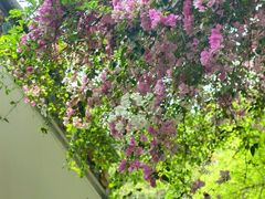 -深圳国际园林花卉博览园