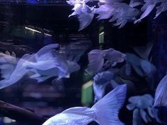 -中环花鸟鱼虫市场