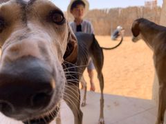 -阿布扎比沙漠皇宫酒店水疗中心