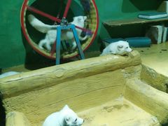 -大连圣亚海洋世界