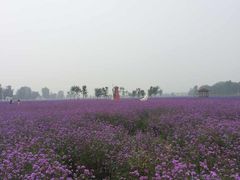 iphone_upload_pic-北京东方普罗旺斯薰衣草庄园
