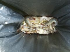 -盛华世家商业广场农贸水产综合批发市场