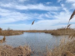 -盐城丹顶鹤湿地生态旅游区