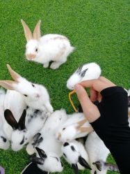 -萌宠亲子动物乐园(槐房万达店)