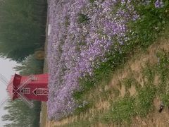 -北京东方普罗旺斯薰衣草庄园