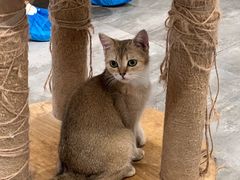 -楼上猫咖(罗湖店)