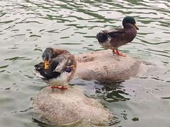 -莲湖公园