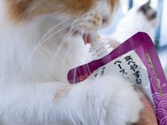 -喵的天空名猫咖啡馆·撸猫·猫舍·用品