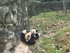 -都江堰中华大熊猫苑