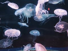 -欢乐海岸海洋奇梦馆