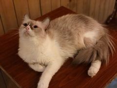 -猫色咖啡·猫咖