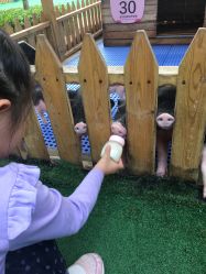 小猪猪喝奶，可怜的小猪总被那些大的猪欺负抢它奶喝-萌宠亲子动物乐园(槐房万达店)