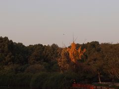 -成都南湖公园