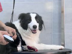 -宠福鑫康馨动物医院·骨科·眼科