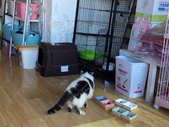 -Cappucimeow猫咪咖啡馆(韦伯时代店)