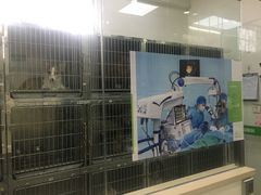 -瑞鹏宠物医院·微创内窥镜·骨外科·牙科(翠竹分院)
