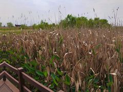 -宁波杭州湾国家湿地公园