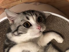 -东方名猫馆·英短金渐层布偶猫舍(环线广场1号楼店)