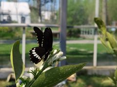 -前小桔亲子创意农场·草莓采摘·露营烧烤