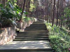 -铁山坪森林公园