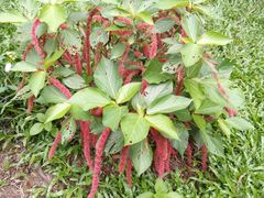 -华南国家植物园-售票处