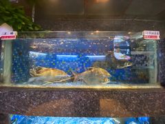 水产区-乾隆美食·本帮菜(黄河路店)