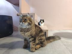 -猫儿山۰猫主题餐厅