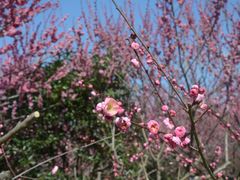 -花开海上生态园