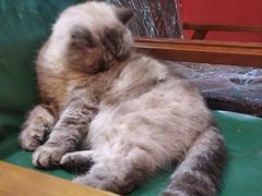-猫色咖啡·猫咖