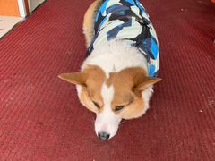 干炸茶树菇-老四川平头酸菜鱼(衙前店)