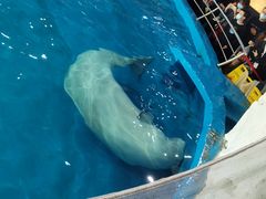 -海合安武汉极地海洋公园