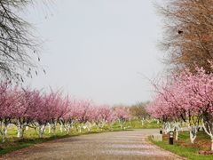 -上海海湾国家森林公园