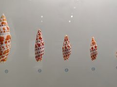 -青岛贝壳博物馆