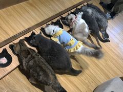-啵啵喵·猫咖(攀华国际店)