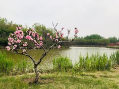 -塘沽森林公园