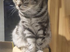 -猫亿天猫咖
