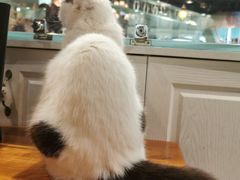 -猫小院猫主题餐厅(三里屯店)