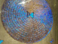 -上海昆虫博物馆