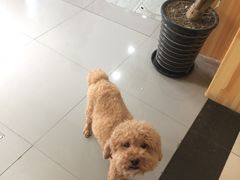 -爱侣宠医·鹦鹉专科·小型哺乳类·异宠专科(灵石路店)