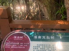 -亚龙湾热带天堂森林公园
