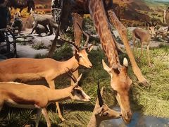 -国家自然博物馆